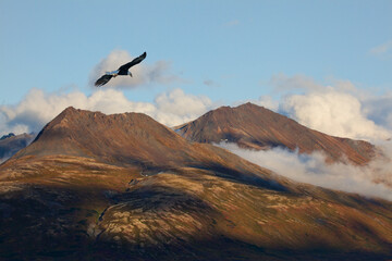 Naklejka premium Eagle flying over mountains in fall