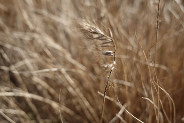 Fototapeta premium Elymus canadensis, commonly known as Canada wild rye or Canadian wildrye, is a species of wild rye native to much of North America.