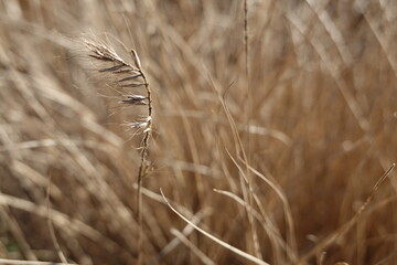 The beautiful Elymus canadensis, commonly known as Canada wild rye or Canadian wildrye.