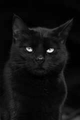Gorgeous black cat with green eyes close up, black and white portrait