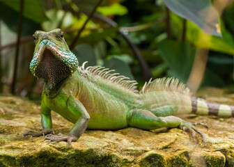Iguana