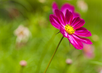 Obraz premium purple cosmos flower