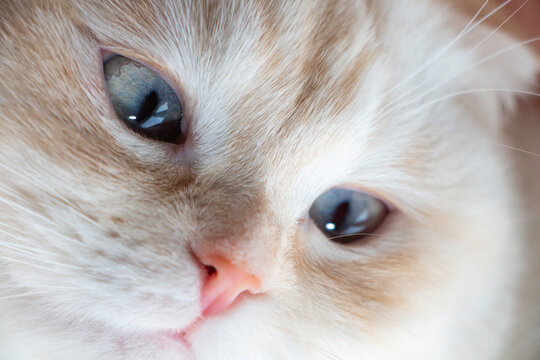close up scotish fold cat  portrait