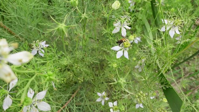 Bee pollination and nectar collection from White Nigella sativa flowers in springtime. White green flower background. Slow-motion video. 