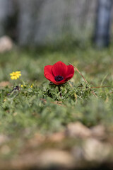 Red anemone flower in a green grass, blurred background