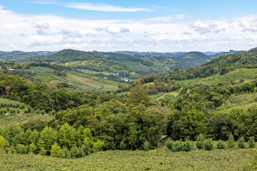 Vineyards and forest in valley