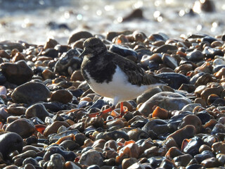 A gray-black-and-white bird walks on the stones on the beach