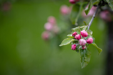 Closeup of Blooming apple tree branches in the park. A branch of pink apple tree flowers on a flowering young tree. Allergy Season. Spring concept. Soft focus