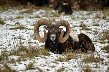 Mouflon Male Lying down on Snowy Grass