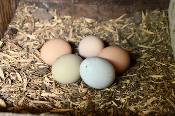 organic eggs colorful 