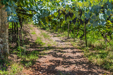 Vineyards and forest in valley