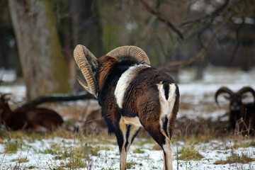 Mouflon Walking to a Herd Winter Forest