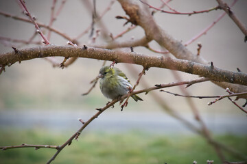 Eurasian siskin sitting on a branch - female