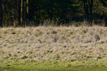 Fototapeta premium Grassland in spring, Coombe Abbey, Coventry, England, UK 
