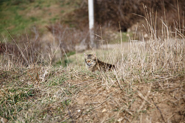 cute cat in the dry grass