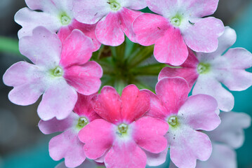 Fototapeta na wymiar Pink Flowers in a Circle