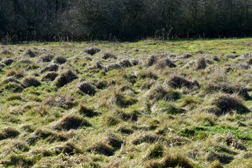 Grassland in spring, Coombe Abbey, Coventry, England, UK