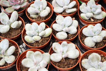 miniature green succulents, Echeveria or Sedum Succulent top view