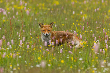 Fox in flowers. Red fox, Vulpes vulpes, sniffs about prey on flowered meadow. Beautiful animal hunting in spring rain. Summer morning in nature. Wildlife scene. Habitat Europe, Asia, North America.