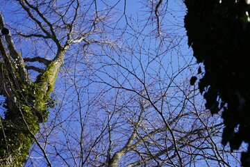 Nature, Trees, Spring, Vines.  Taken in Westchester New York.