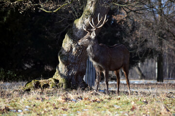 Portrait of Dybowskii Deer in the Forest Winter