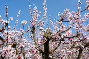 Spring has arrived, the fruit trees fill up with colors and perfumes to attract pollinator insects