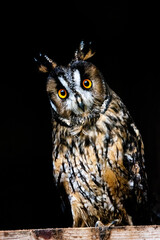 Long eared owl on black background