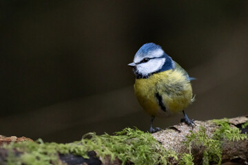 Blue tit on dark background