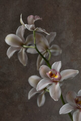 Naklejka na ściany i meble White orchid flowers isolated against a textured background