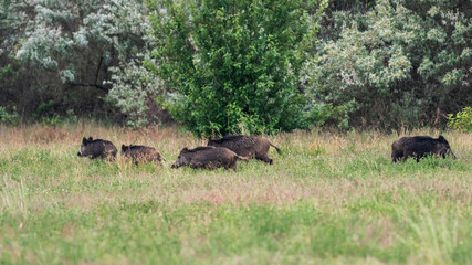 Fototapeta premium Eine Rotte Wildschweine am Waldesrand