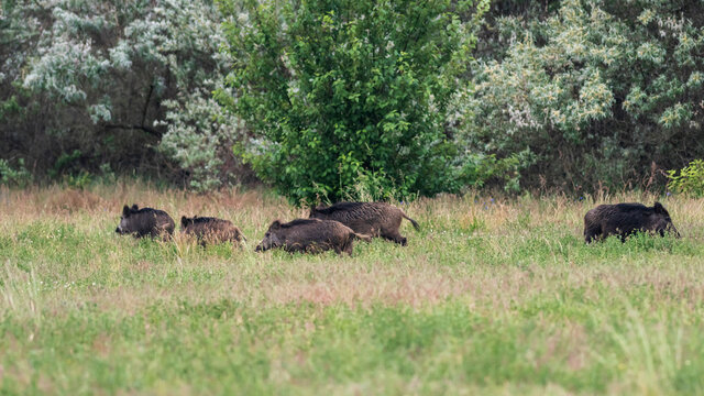 Eine Rotte Wildschweine am Waldesrand