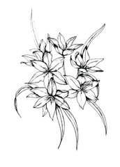 Botanical black and white vector illustration of African flowering plant. Bobartia indica. Ink sketch