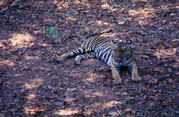 Naklejka na ściany i meble Kanha Tiger Reserve, MP, India