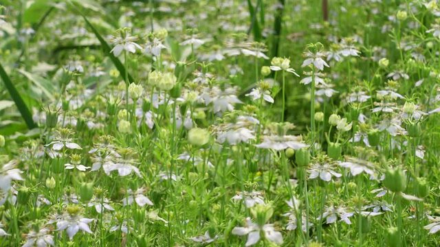 White Nigella sativa flowers are blooming and swaying in the field. White and green flower background. 4k Video. 