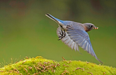 Bluebird flying with a green background.