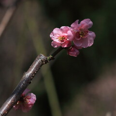Bloom Plum in Spring