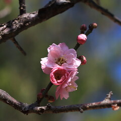 Bloom Plum in Spring