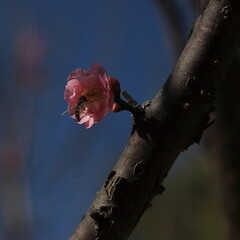 Bloom Plum in Spring
