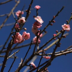 Bloom Plum in Spring