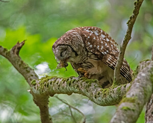A Barred Owl feeds on a crawfish he caught in the creek.