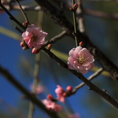Bloom Plum in Spring