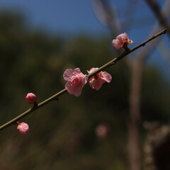 Bloom Plum in Spring