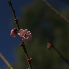 Bloom Plum in Spring