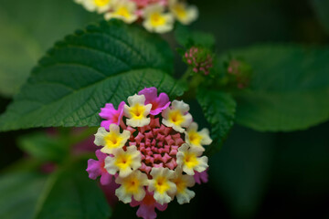 Flowers foliage in garden