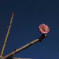 Bloom Plum in Spring