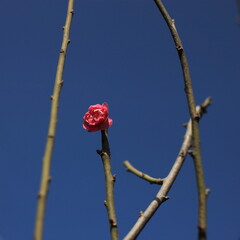Bloom Plum in Spring