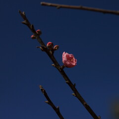Bloom Plum in Spring
