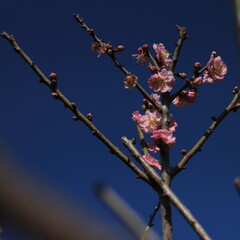 Bloom Plum in Spring