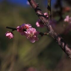 Bloom Plum in Spring
