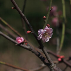 Bloom Plum in Spring